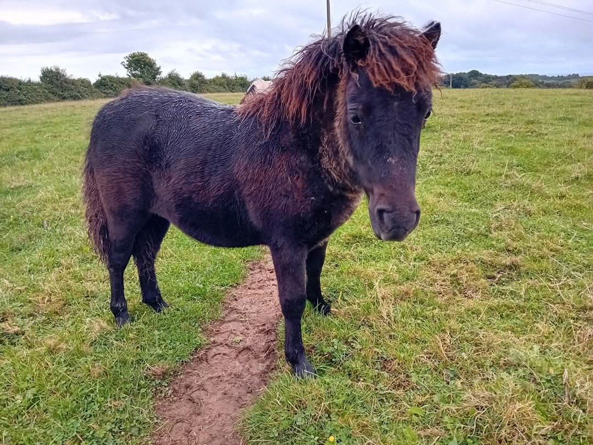 Shetland Giumenta 1 Anno 90 cm Morello in Etaples