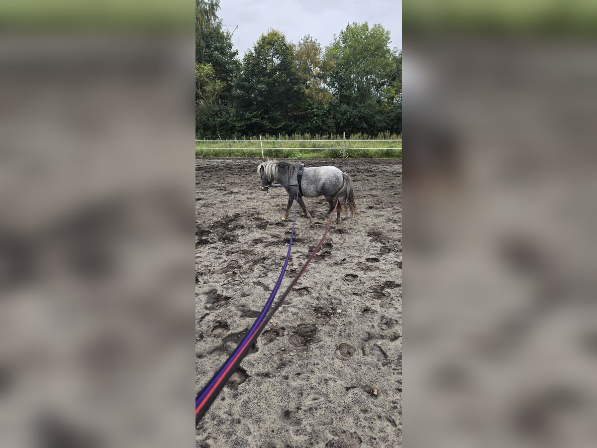 Shetland Mix Giumenta 3 Anni 100 cm Può diventare grigio in Haren