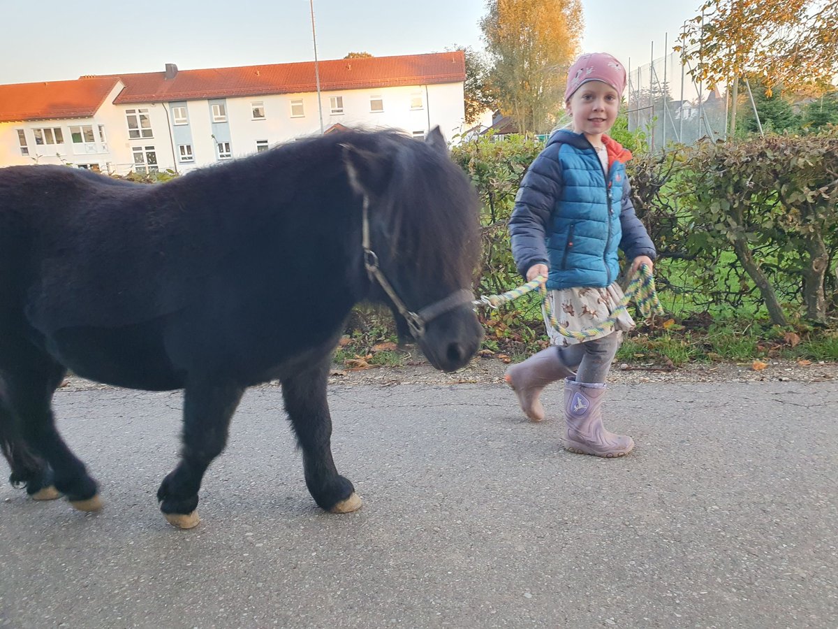 Shetland Giumenta 3 Anni 87 cm Morello in Eschach