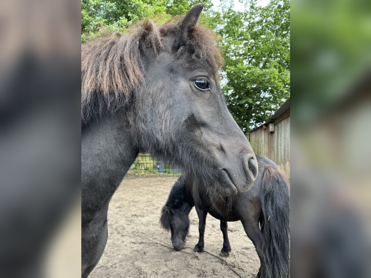 Shetland Giumenta 4 Anni 104 cm Morello in BosaU