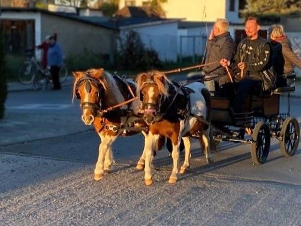 Shetland Giumenta 5 Anni 103 cm Pezzato in Prenzlau