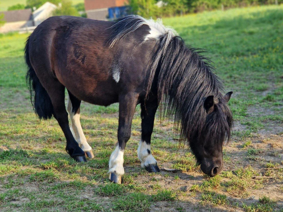 Shetland Giumenta 5 Anni 107 cm Tobiano-tutti i colori in VILL&#xC9;
