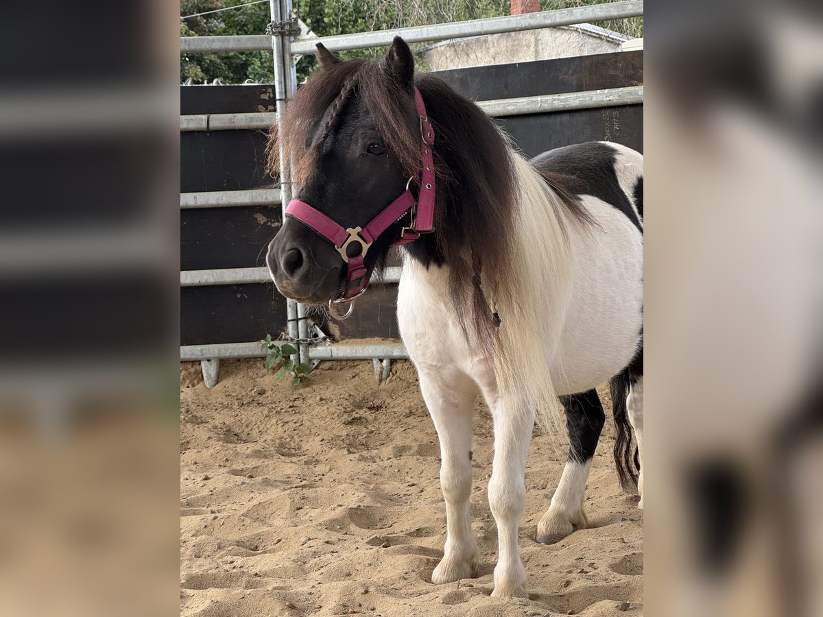 Shetland Giumenta 5 Anni 83 cm Pezzato in Salzhemmendorf