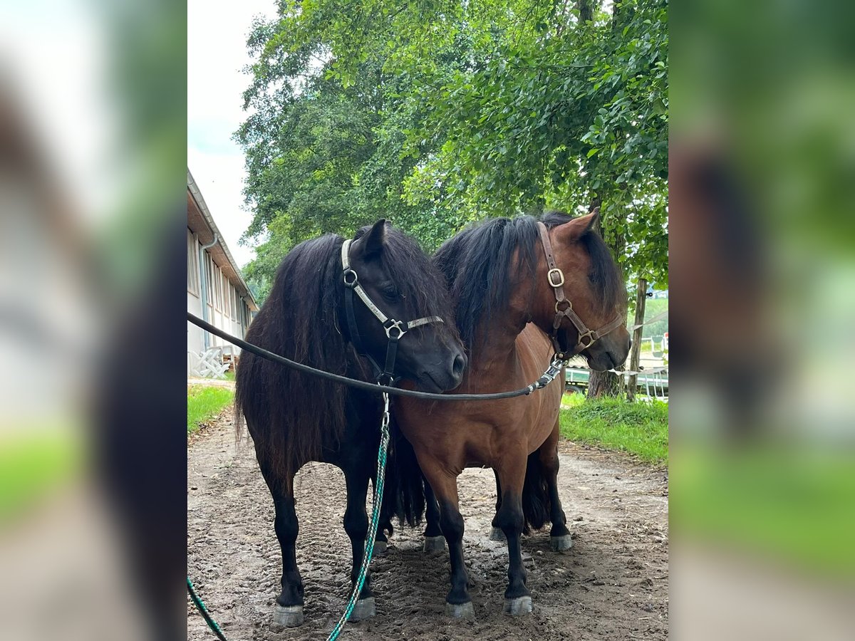 Shetland Giumenta 5 Anni 85 cm Baio in Eggelsberg