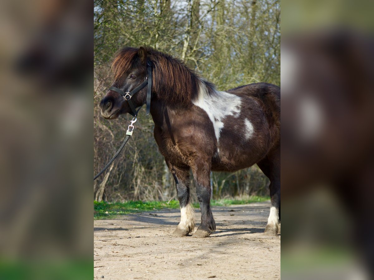 Shetland Giumenta 6 Anni 110 cm Pezzato in Jesteburg
