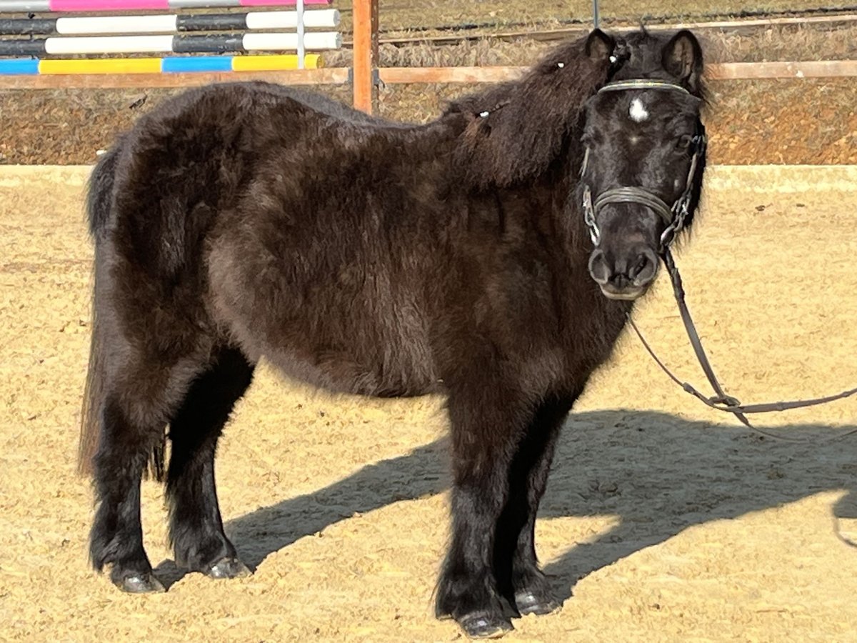 Shetland Giumenta 9 Anni 110 cm Morello in Ursensollen