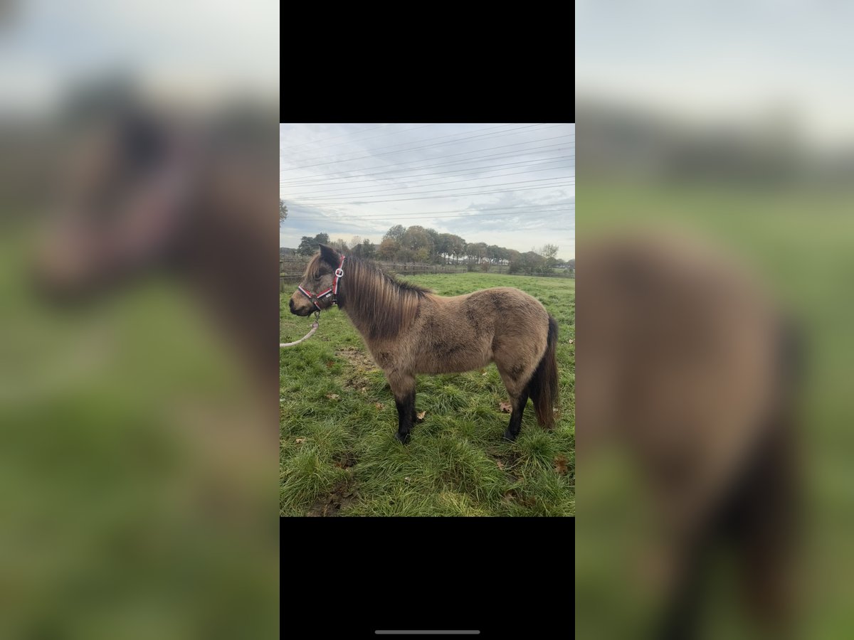 Shetland Giumenta 9 Anni 90 cm Pelle di daino in Hooghalen