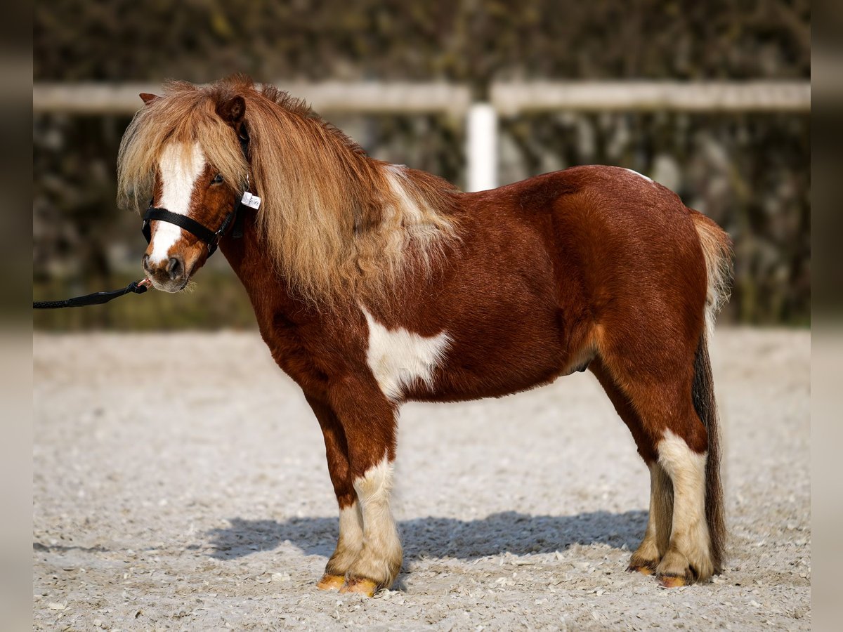 Shetland Mini Castrone 5 Anni 90 cm Pezzato in Neustadt (Wied)