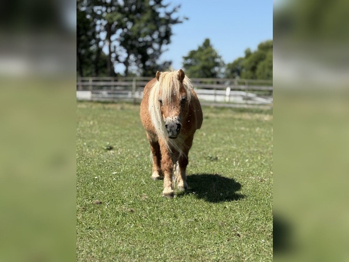 Shetland Mini Giumenta 18 Anni 70 cm Sauro in Leutkirch im Allg&#xE4;uLeutkirch