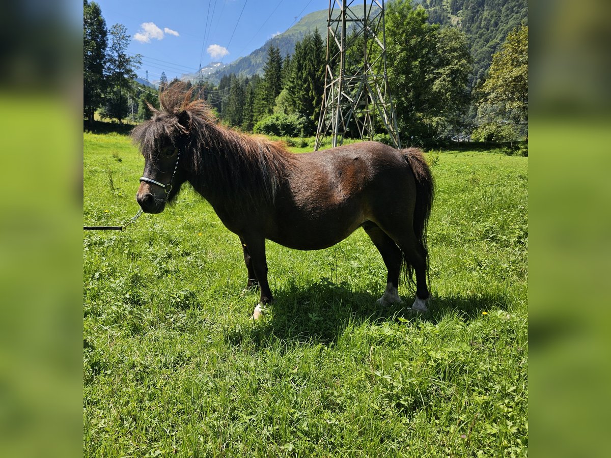 Shetland Mini Giumenta 5 Anni 83 cm Pezzato in Maishofen