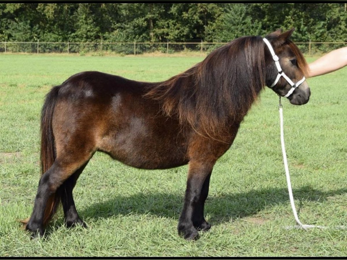 Shetland Mini Giumenta 8 Anni 80 cm Baio in Geiselh&#xF6;ring