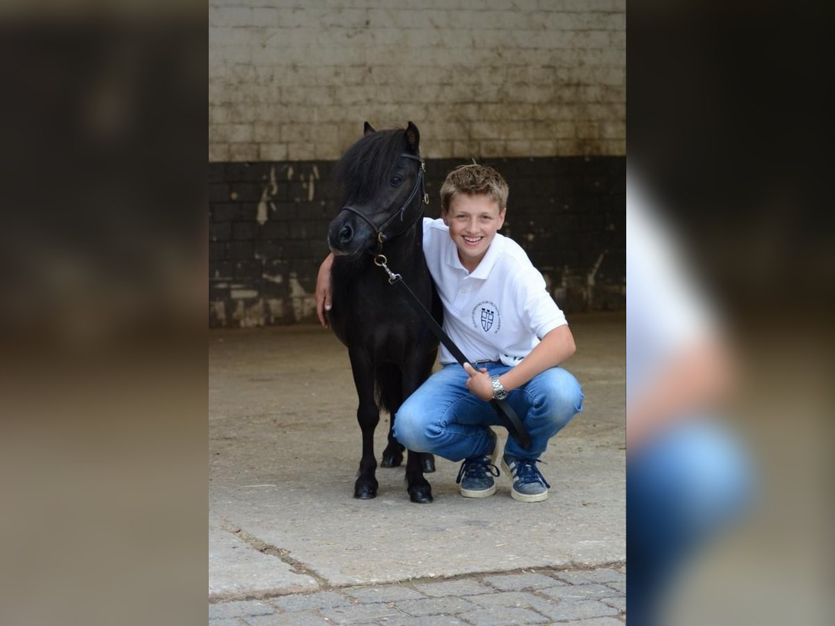 Shetland Mini Stallone 11 Anni 86 cm in Pulheim