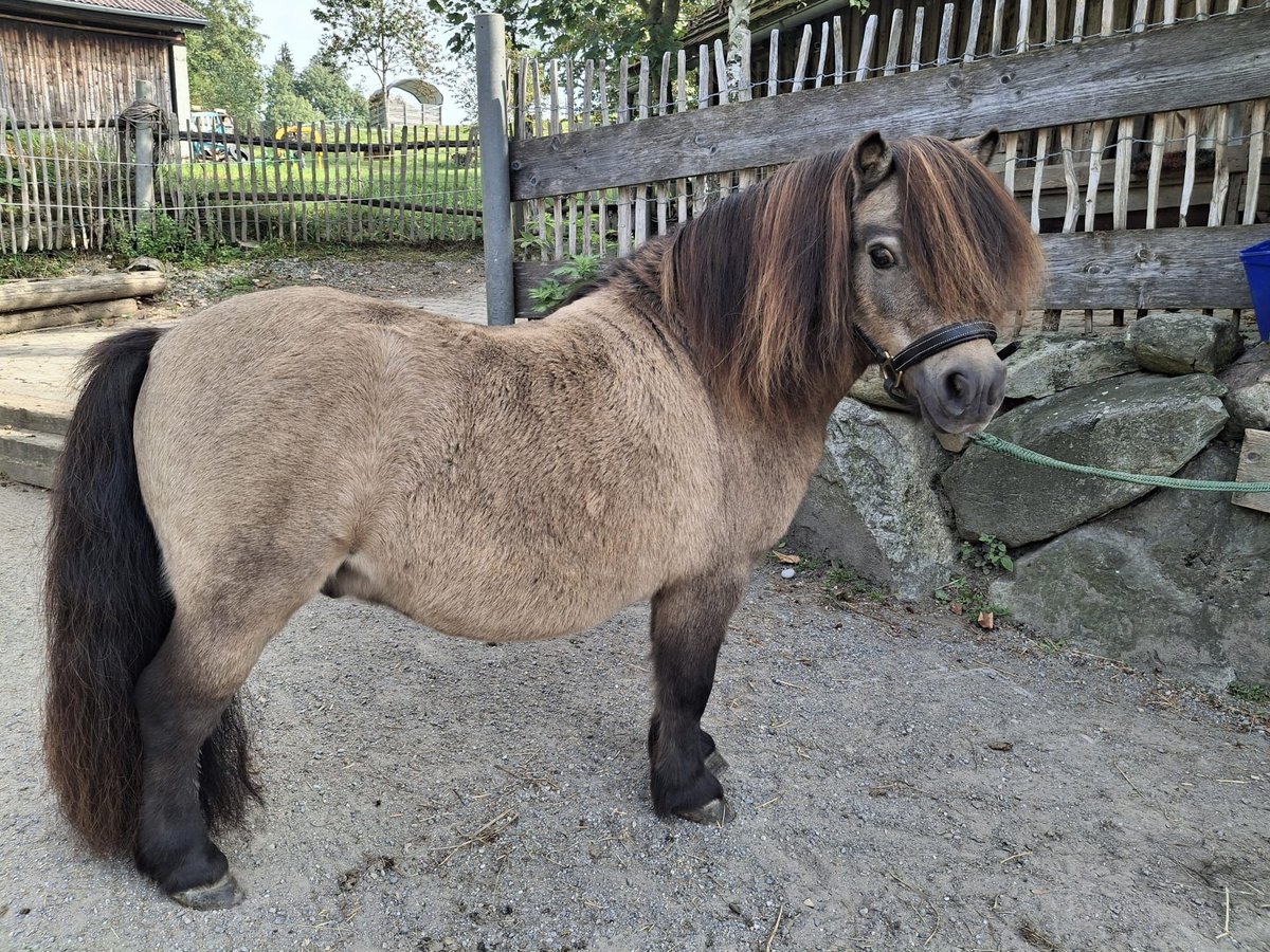 Shetland Mini Stallone 13 Anni 82 cm Pelle di daino in Kirchbichl