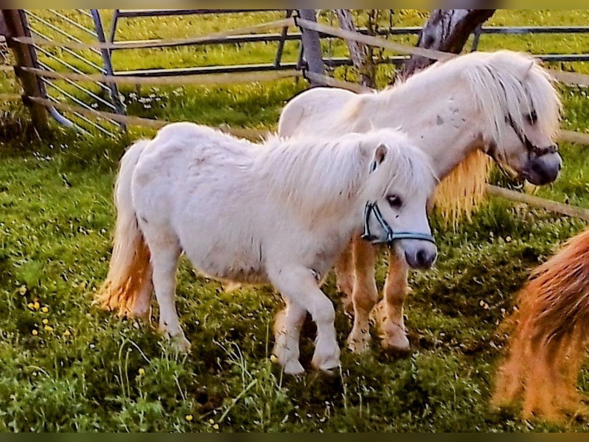Shetland Mini Stallone 1 Anno 70 cm Palomino in Unterschneidheim