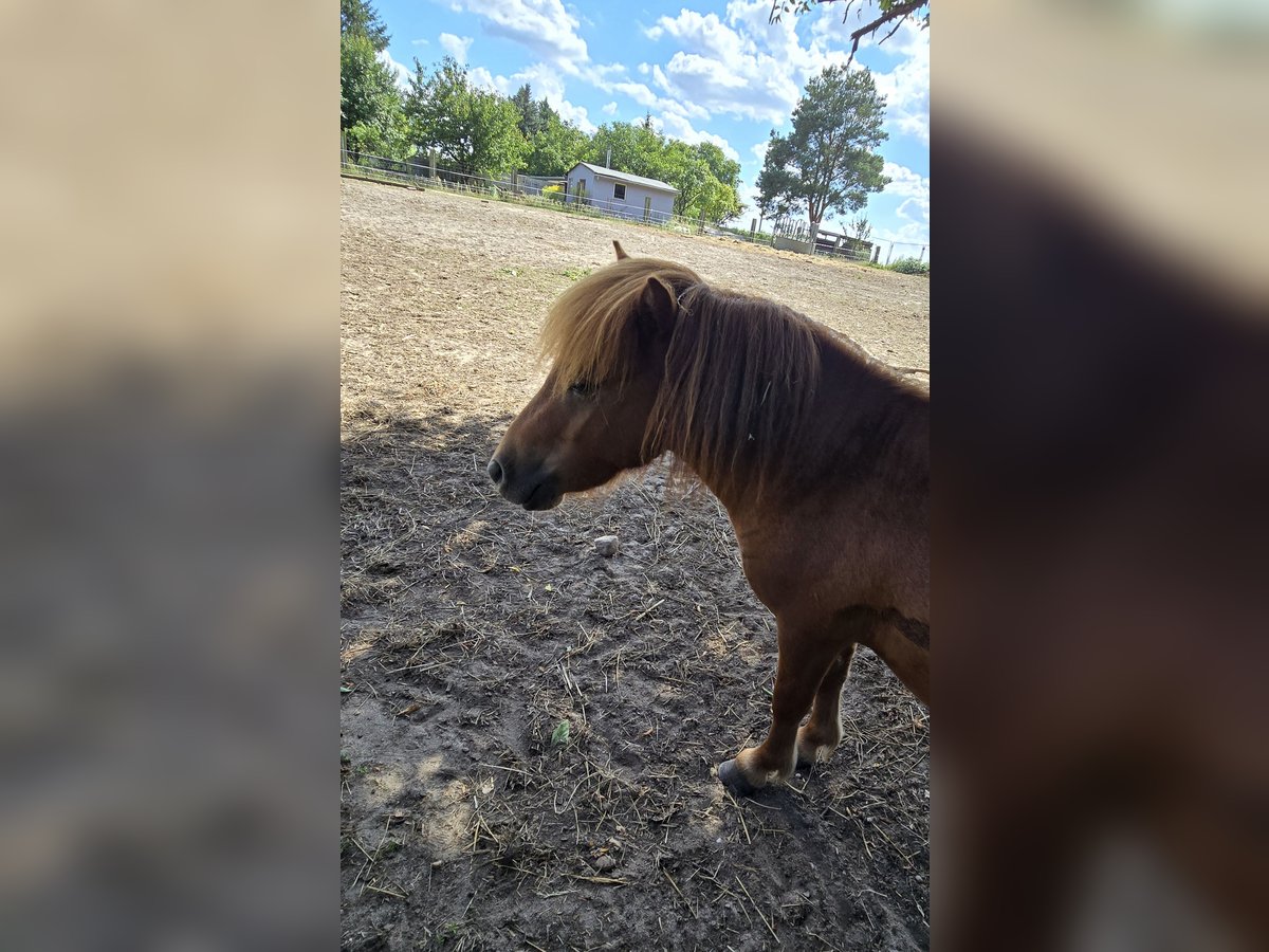 Shetland Mini Stallone 2 Anni 80 cm Sauro in Coswig