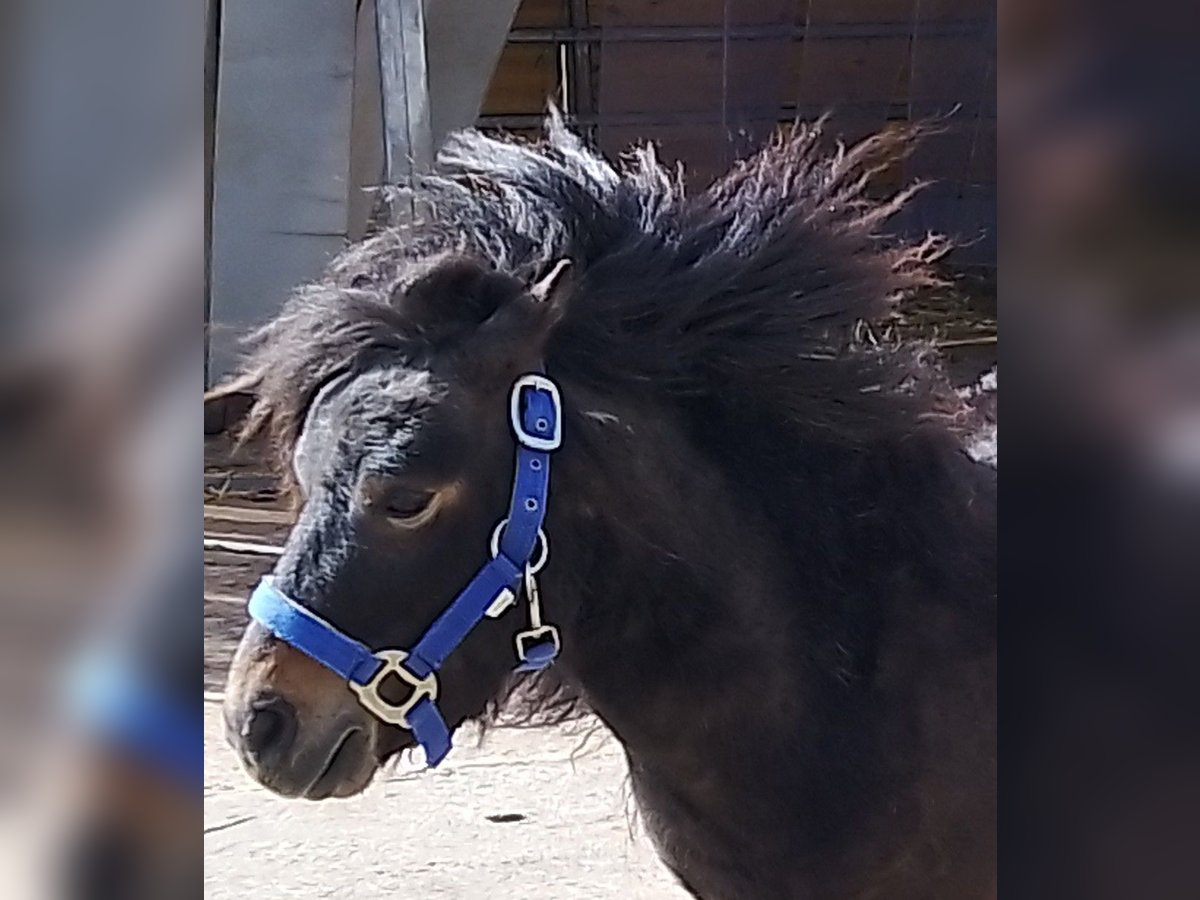 Shetland Mini Stallone 4 Anni 80 cm Baio scuro in Unterschneidheim