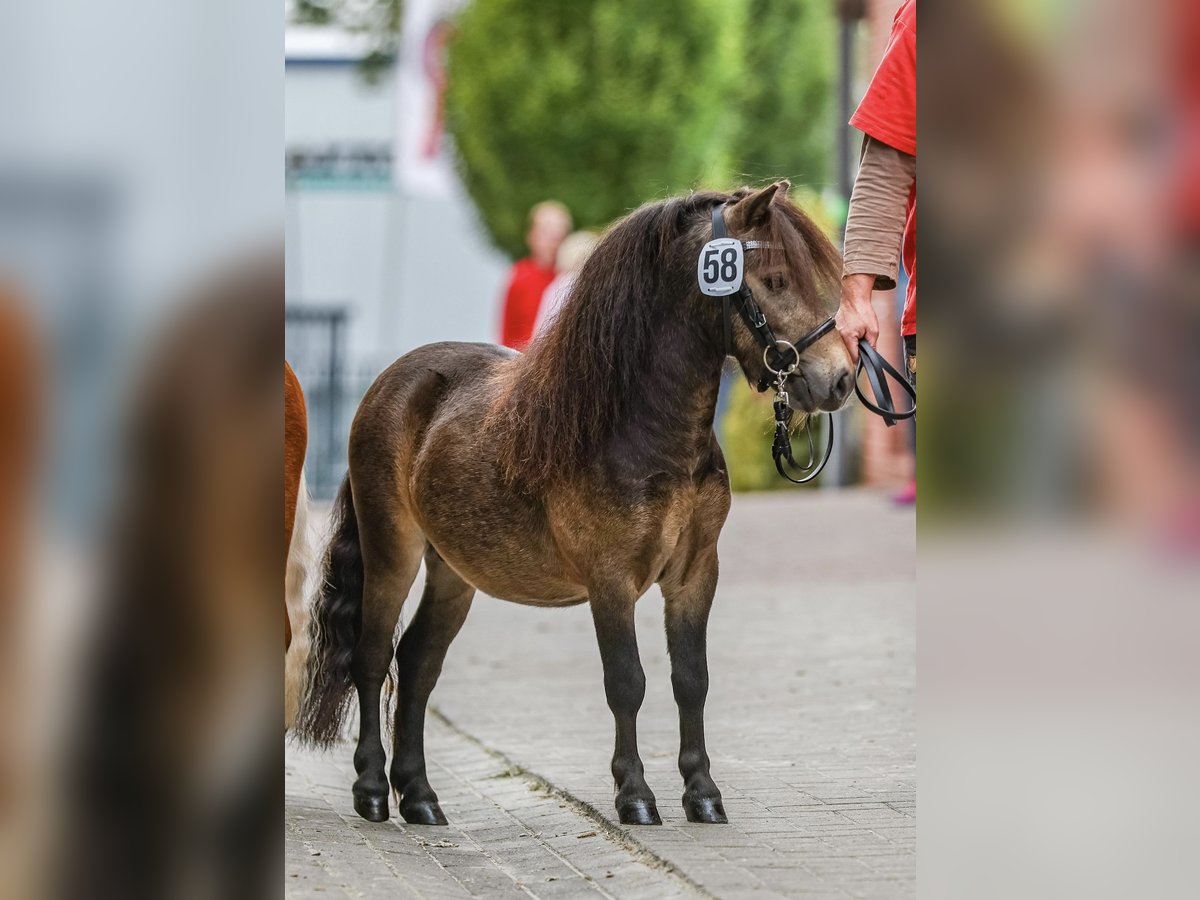 Shetland Mini Stallone 4 Anni 84 cm Pelle di daino in Saterland