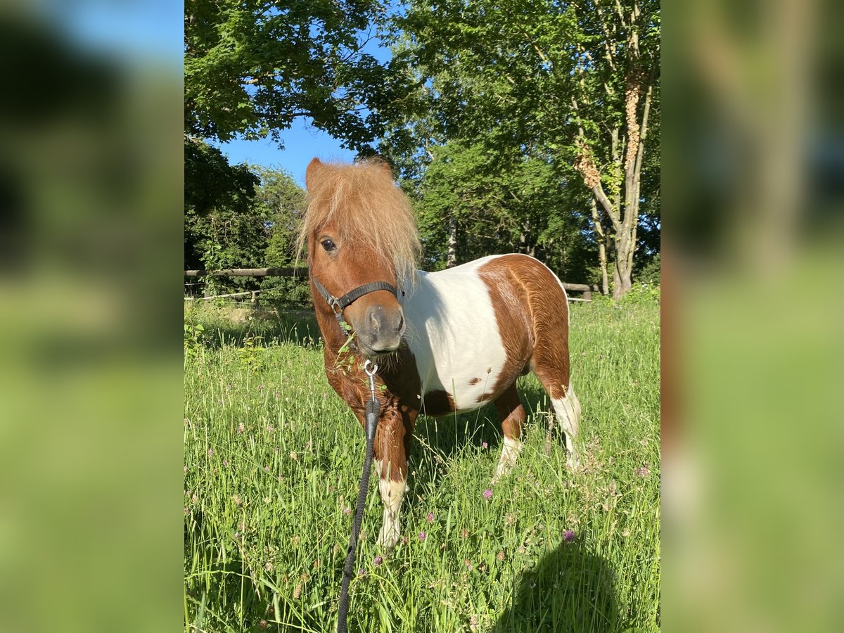 Shetland Mini Stallone 6 Anni 82 cm Pezzato in Alzey