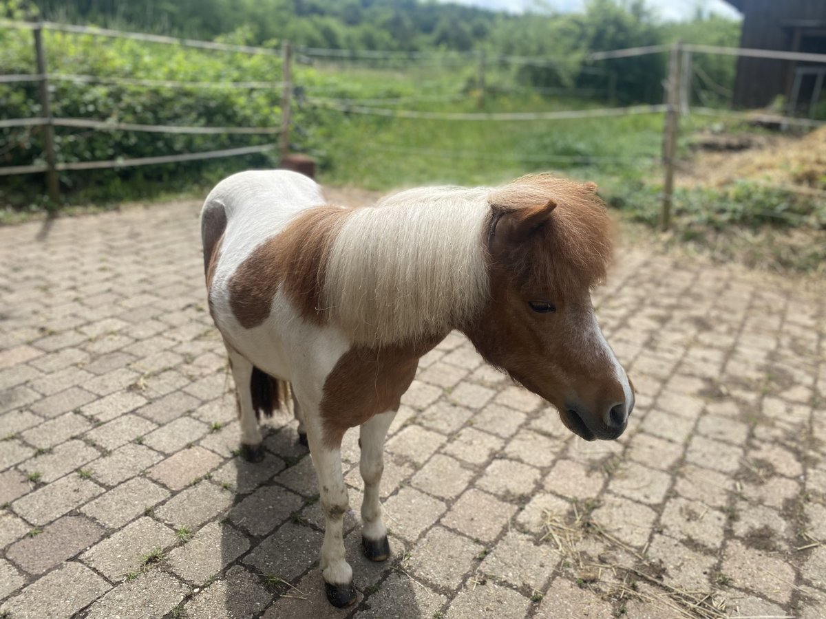 Shetland Mini Stallone 6 Anni 95 cm in G&#xF6;&#xDF;weinstein