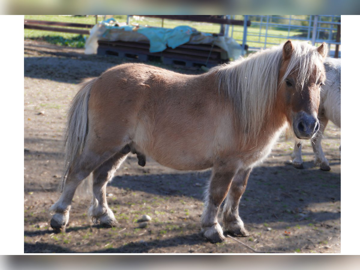 Mini-shetland-pony Cavalli-da-riproduzione comprare e vendere