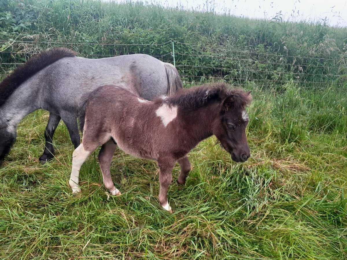 Shetland Mini Stallone Puledri (05/2024) Pezzato in Unlingen