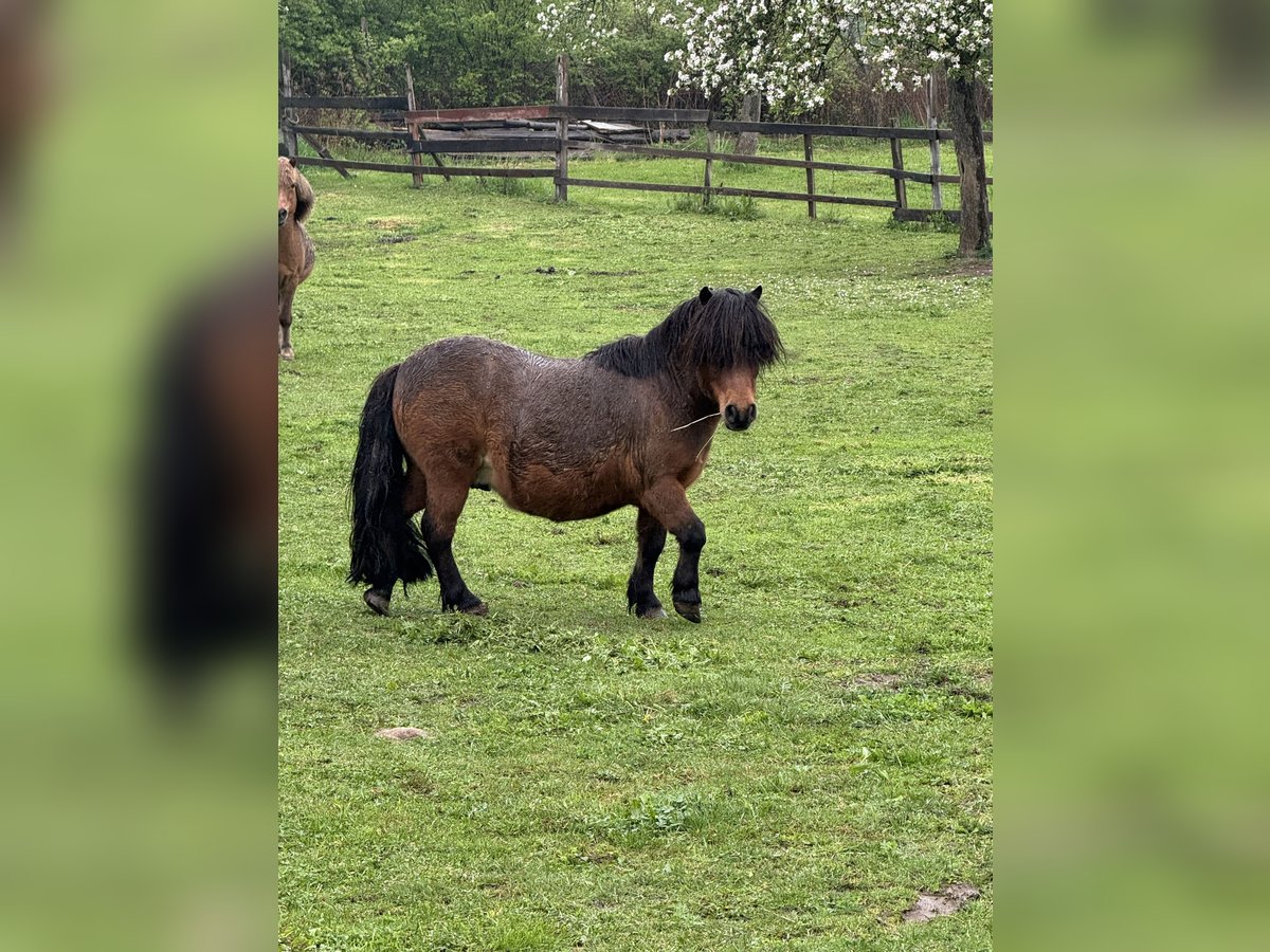 Shetland Ponies Gelding 11 years 7,3 hh Brown in Droy&#xDF;ig