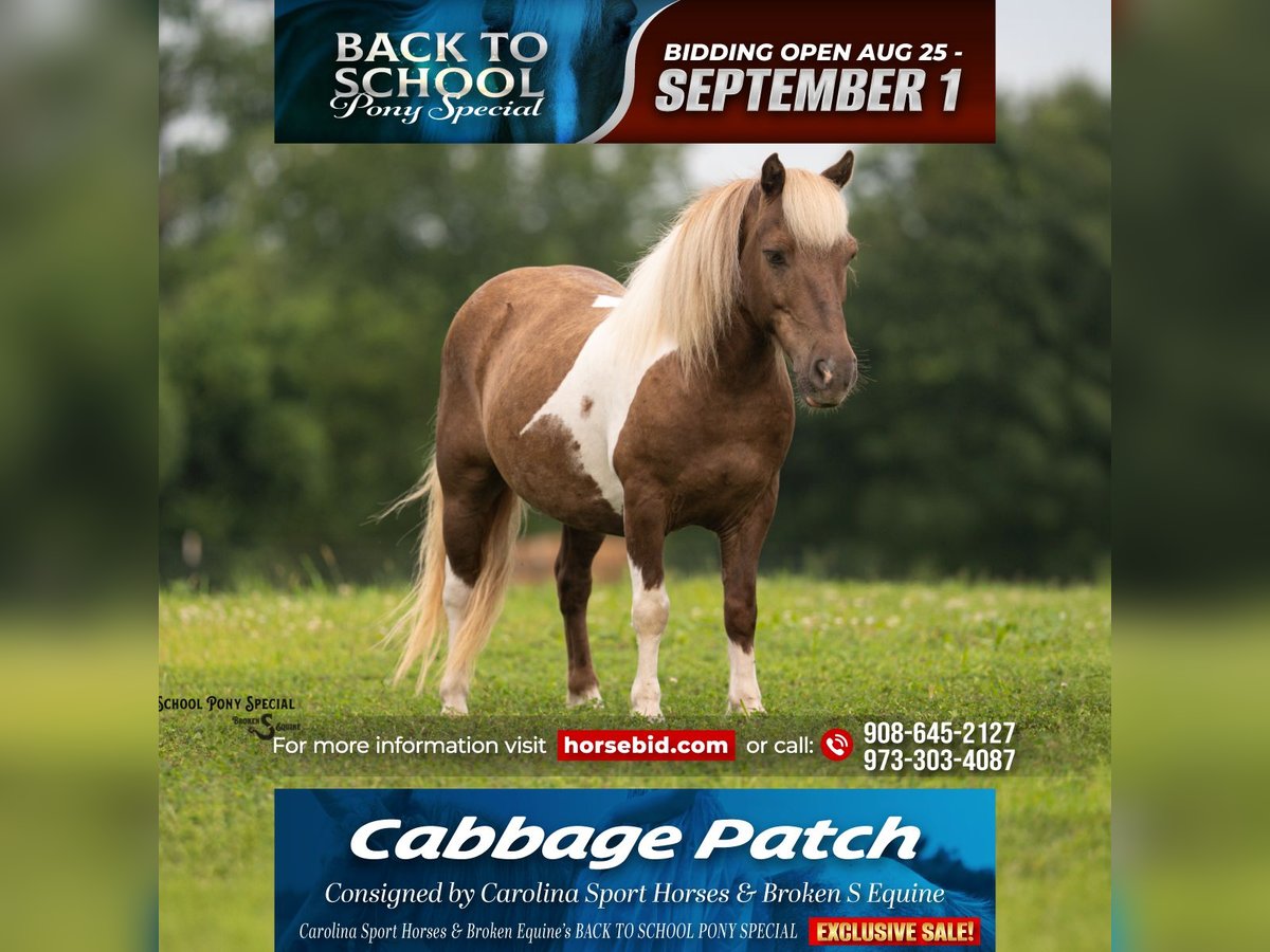 Shetland Ponies Gelding 12 years 10 hh Pinto in Clover