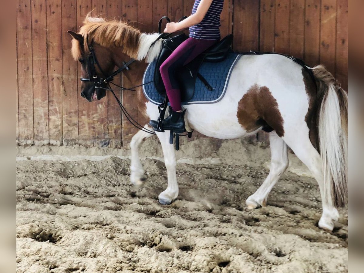 Shetland Ponies Mix Gelding 12 years 11 hh Pinto in Grevenbroich