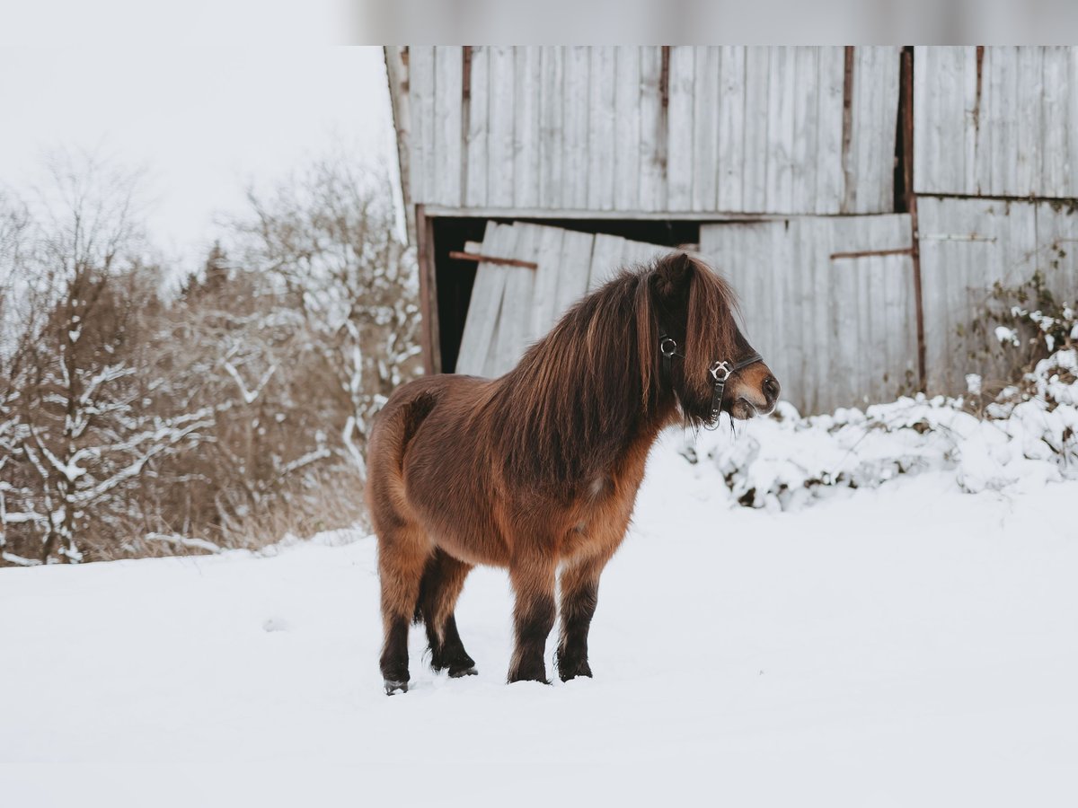 Shetland Ponies Gelding 13 years 9,2 hh in Ruppichteroth