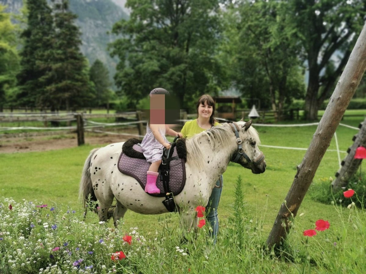 Shetland Ponies Gelding 14 years 10,2 hh Leopard-Piebald in Lienz