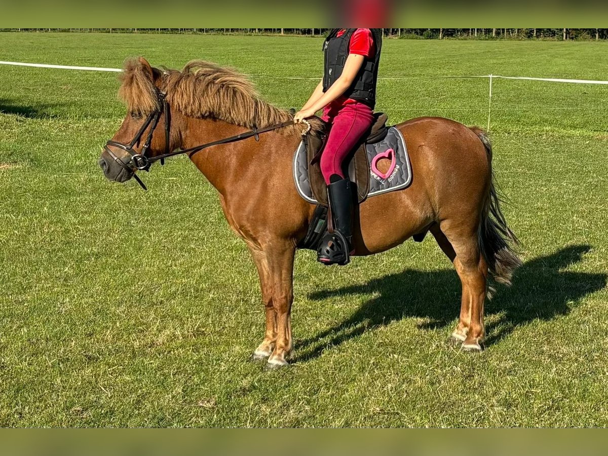 Shetland Ponies Gelding 14 years 11,2 hh Chestnut-Red in Hoornsterzwaag