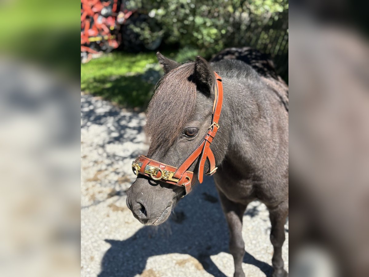 Shetland Ponies Gelding 16 years 10,2 hh Black in Fischbach