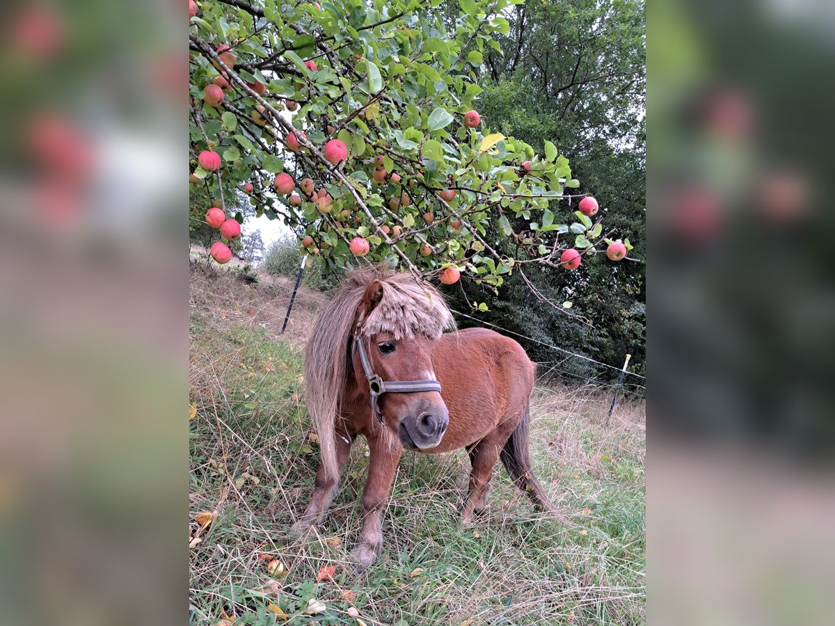 Shetland Ponies Gelding 17 years 10,2 hh Chestnut-Red in Rosenthal am Rennsteig