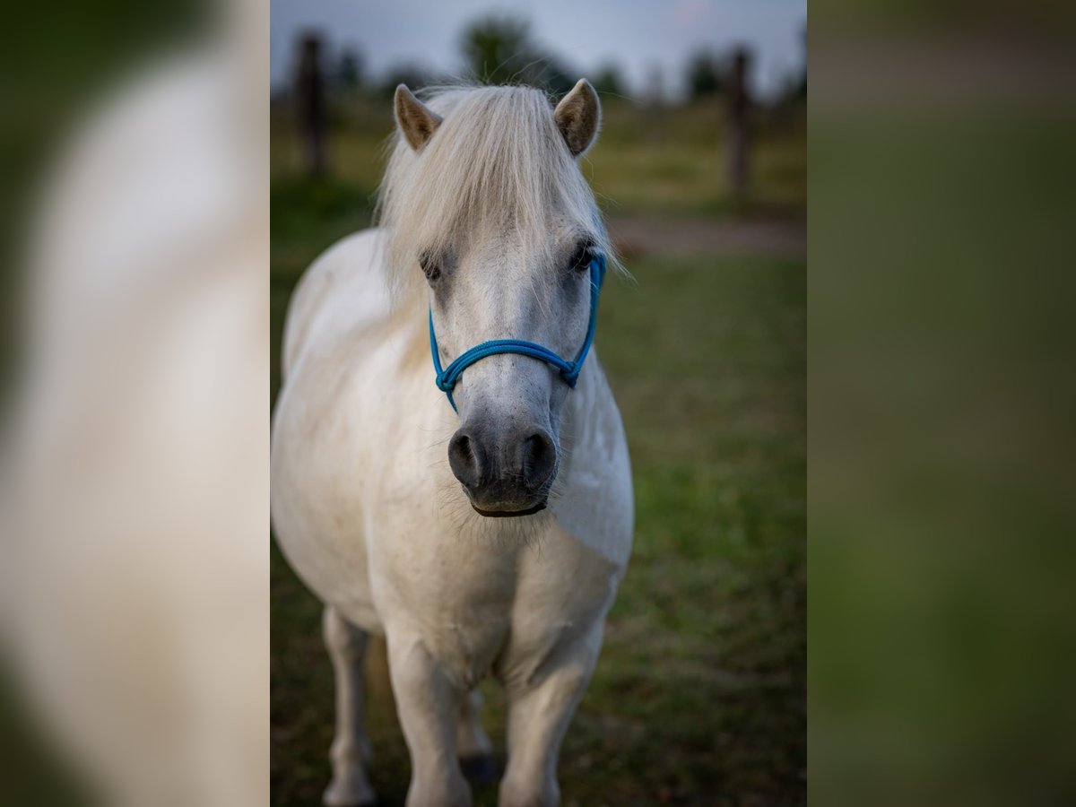Shetland Ponies Gelding 17 years Grey in Modl&#x119;cin