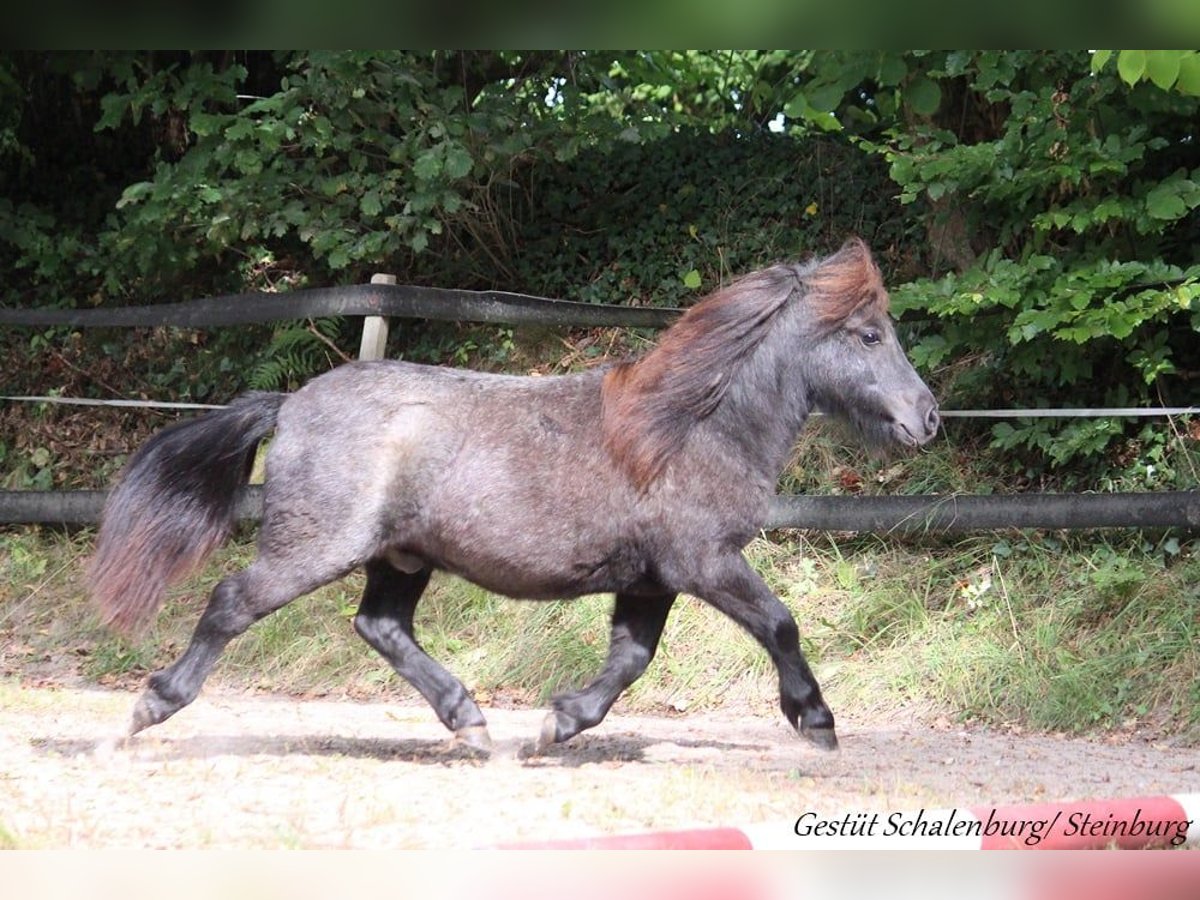 Shetland Ponies Gelding 1 year 9,2 hh Grey in Bokhorst