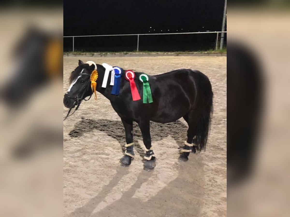 Shetland Ponies Gelding 20 years 10,2 hh Black in Kißlegg