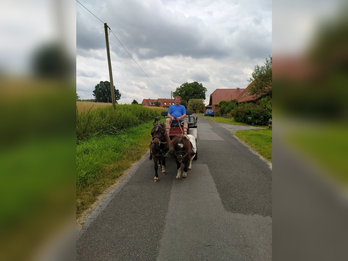 Shetland Ponies Gelding 20 years 8,2 hh Pinto in Rahden