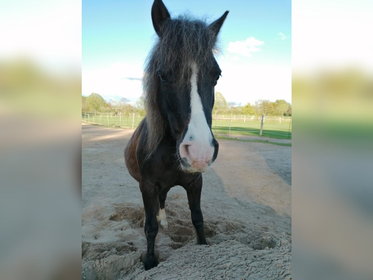 Shetland Ponies Mix Gelding 22 years 11,1 hh Bay-Dark in Kiel