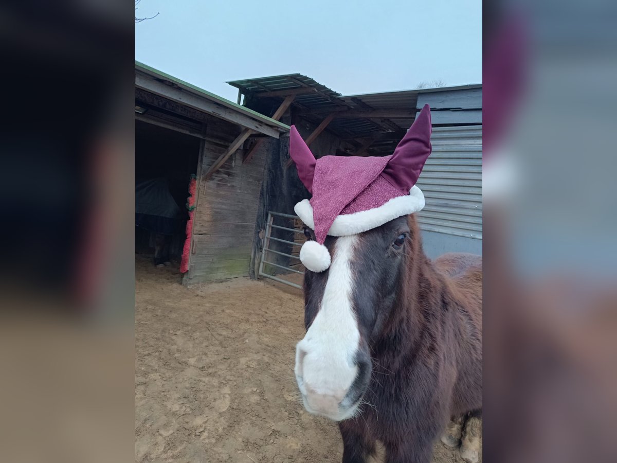 Shetland Ponies Mix Gelding 22 years 11,1 hh Bay-Dark in Kiel