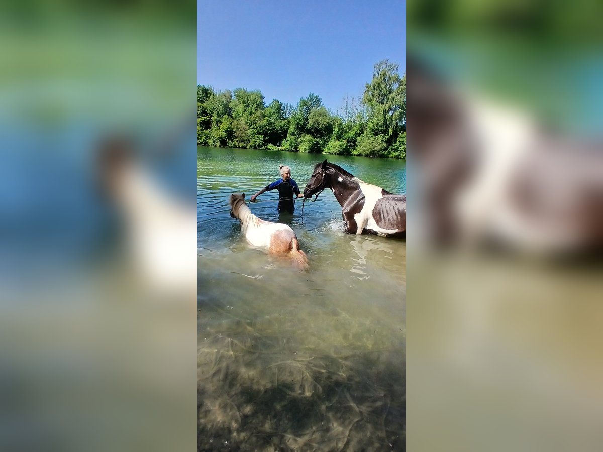 Shetland Ponies Gelding 23 years 8,2 hh Pinto in Augsburg