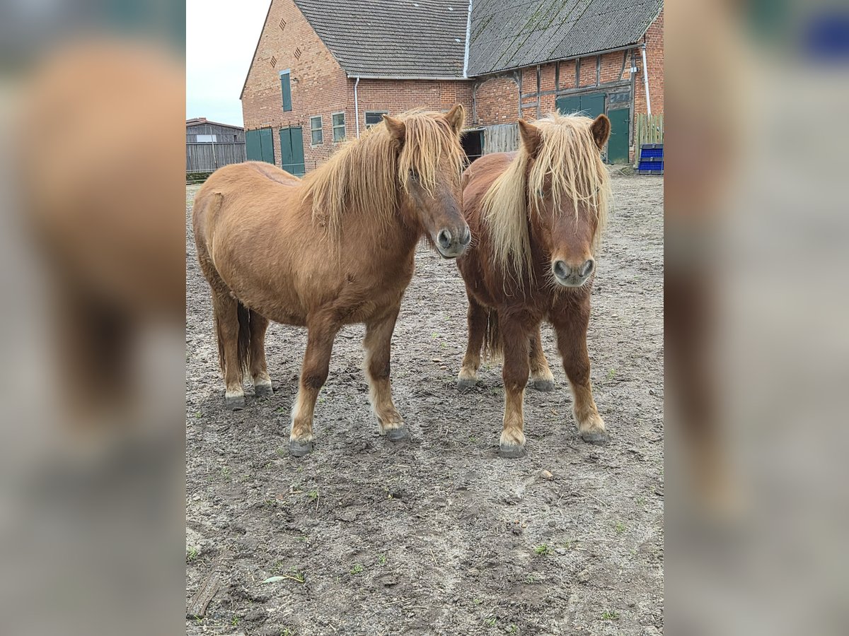 Shetland Ponies Gelding 2 years 10,3 hh Red Dun in Woltersdorf