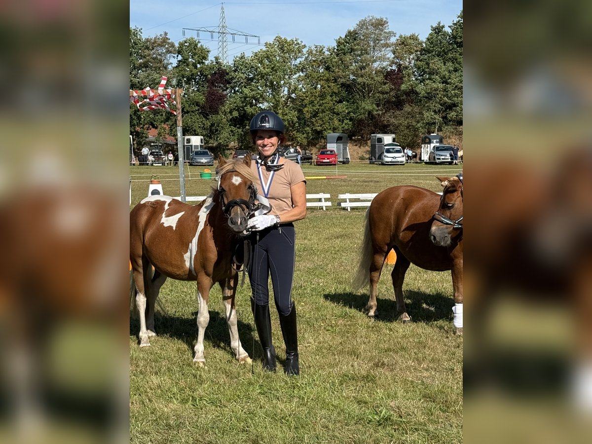 Shetland Ponies Mix Gelding 2 years 11,2 hh Pinto in Rastede