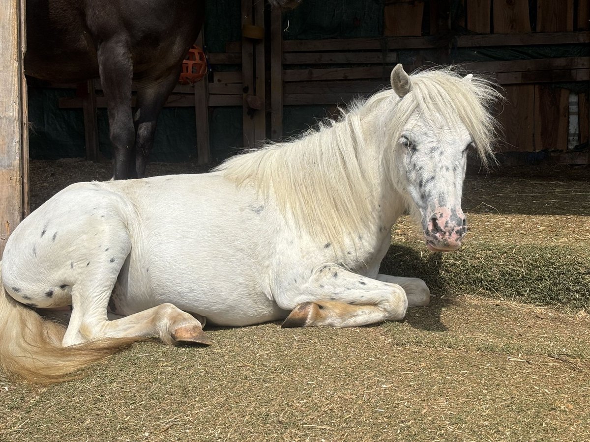 Shetland Ponies Gelding 3 years 10,1 hh Grey-Dapple in Netphen Shetland Ponies Gelding 3 years 10,1 hh Grey-Dapple in Netphen