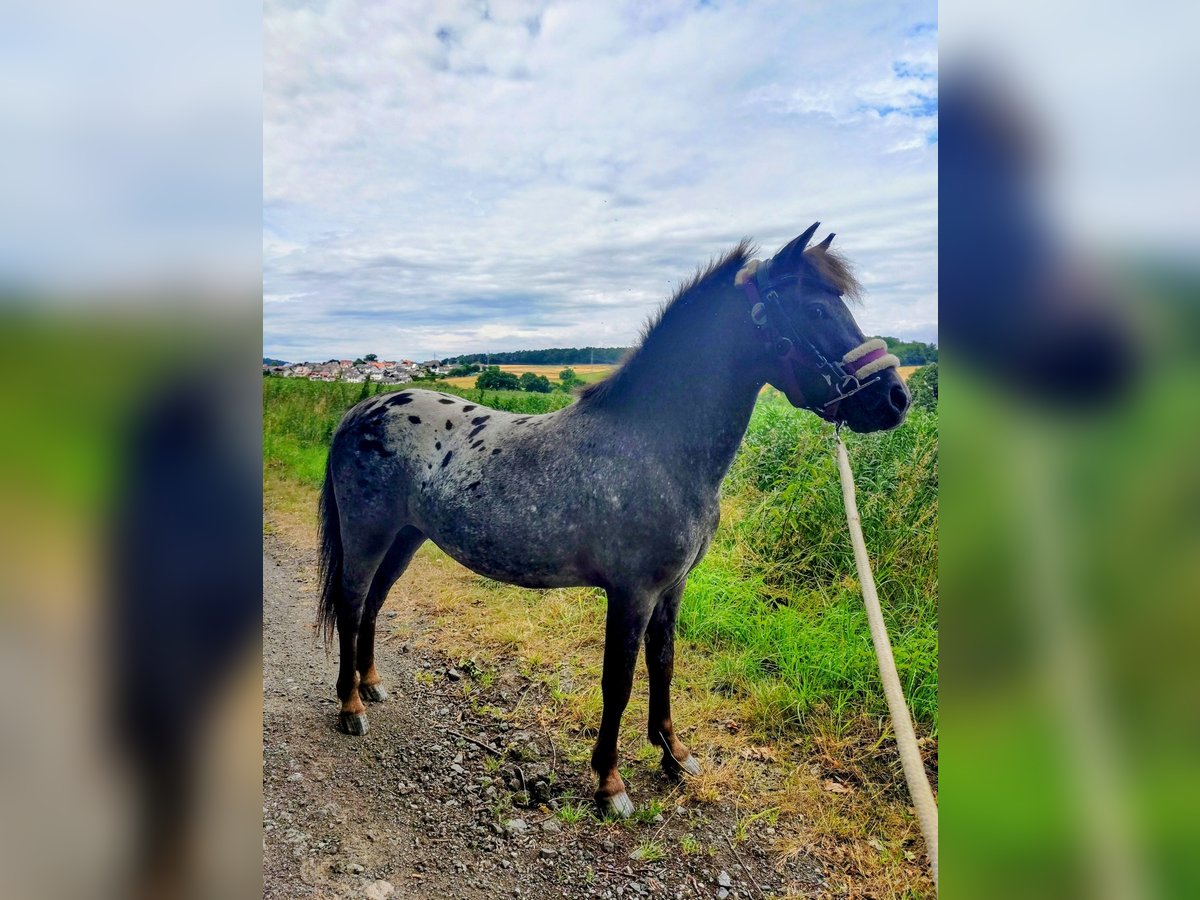 Shetland Ponies Gelding 3 years 10,2 hh Leopard-Piebald in Kn&#xFC;llwald
