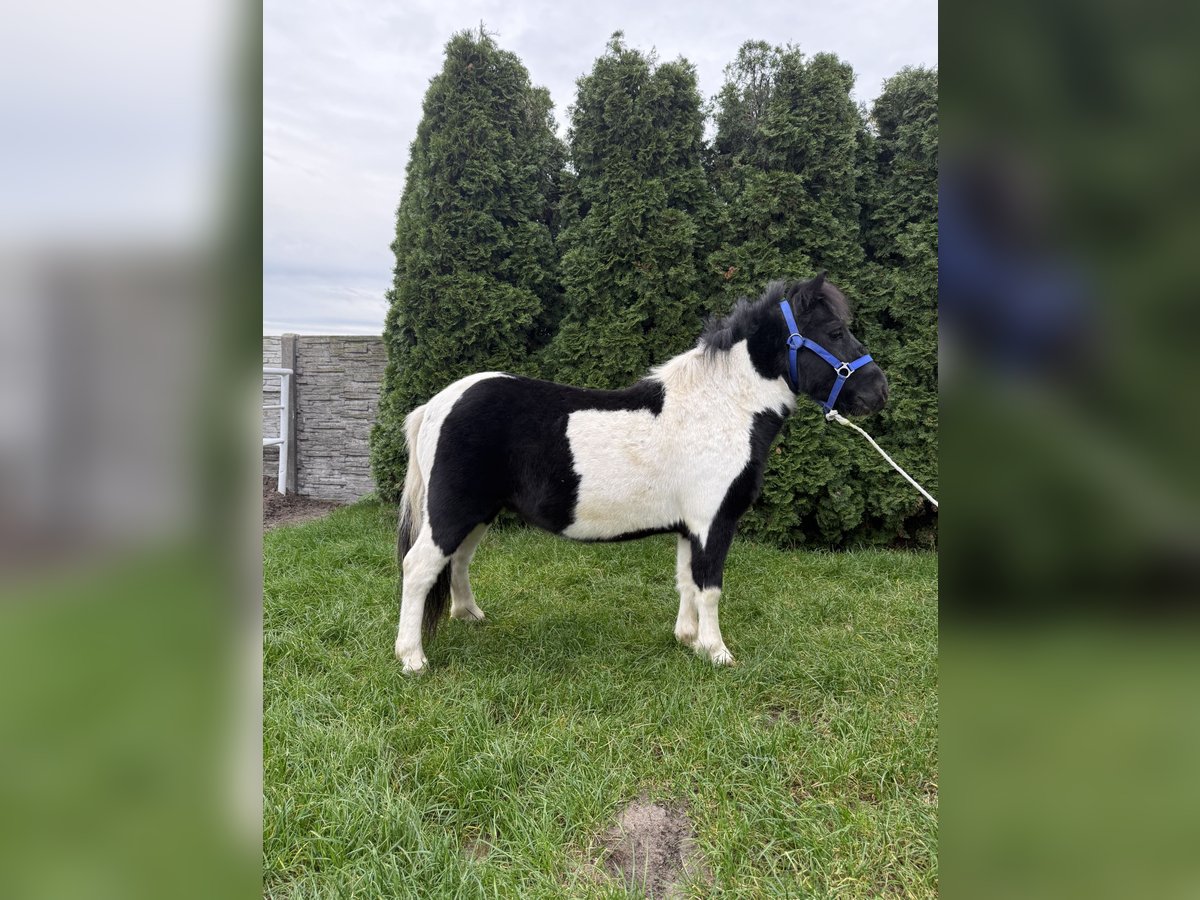 Shetland Ponies Gelding 3 years 11 hh Pinto in Rawicz Shetland Ponies Gelding 3 years 11 hh Pinto in Rawicz