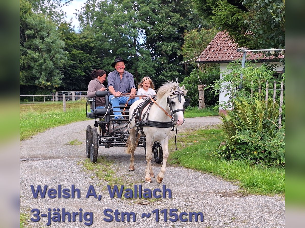 Shetland Ponies Gelding 3 years 11,1 hh Grey in Argenb&#xFC;hl