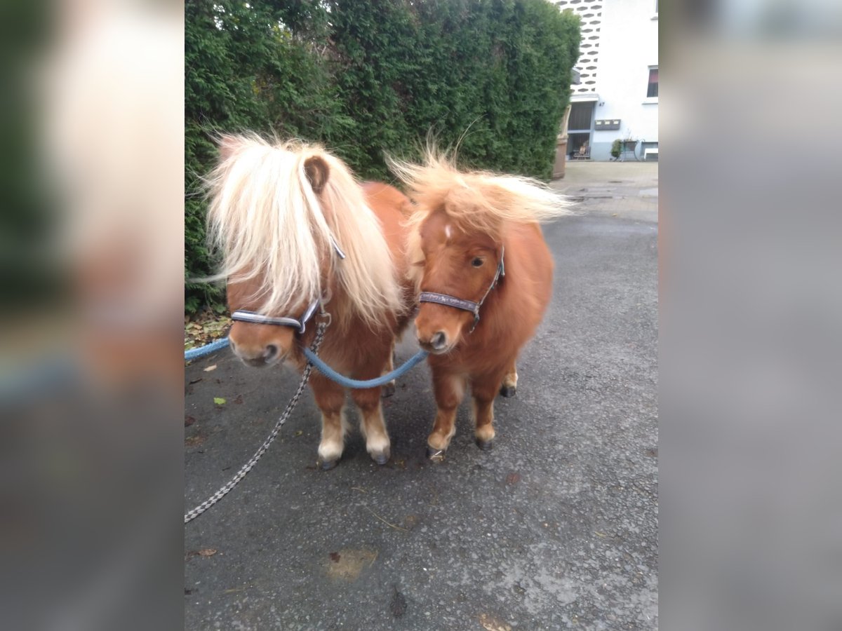 Shetland Ponies Mix Gelding 3 years 8,1 hh Chestnut-Red in Bad Oeynhausen