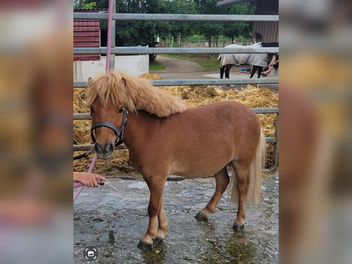 Shetland Ponies Gelding 3 years 8 hh Chestnut-Red in Gerlenhofen