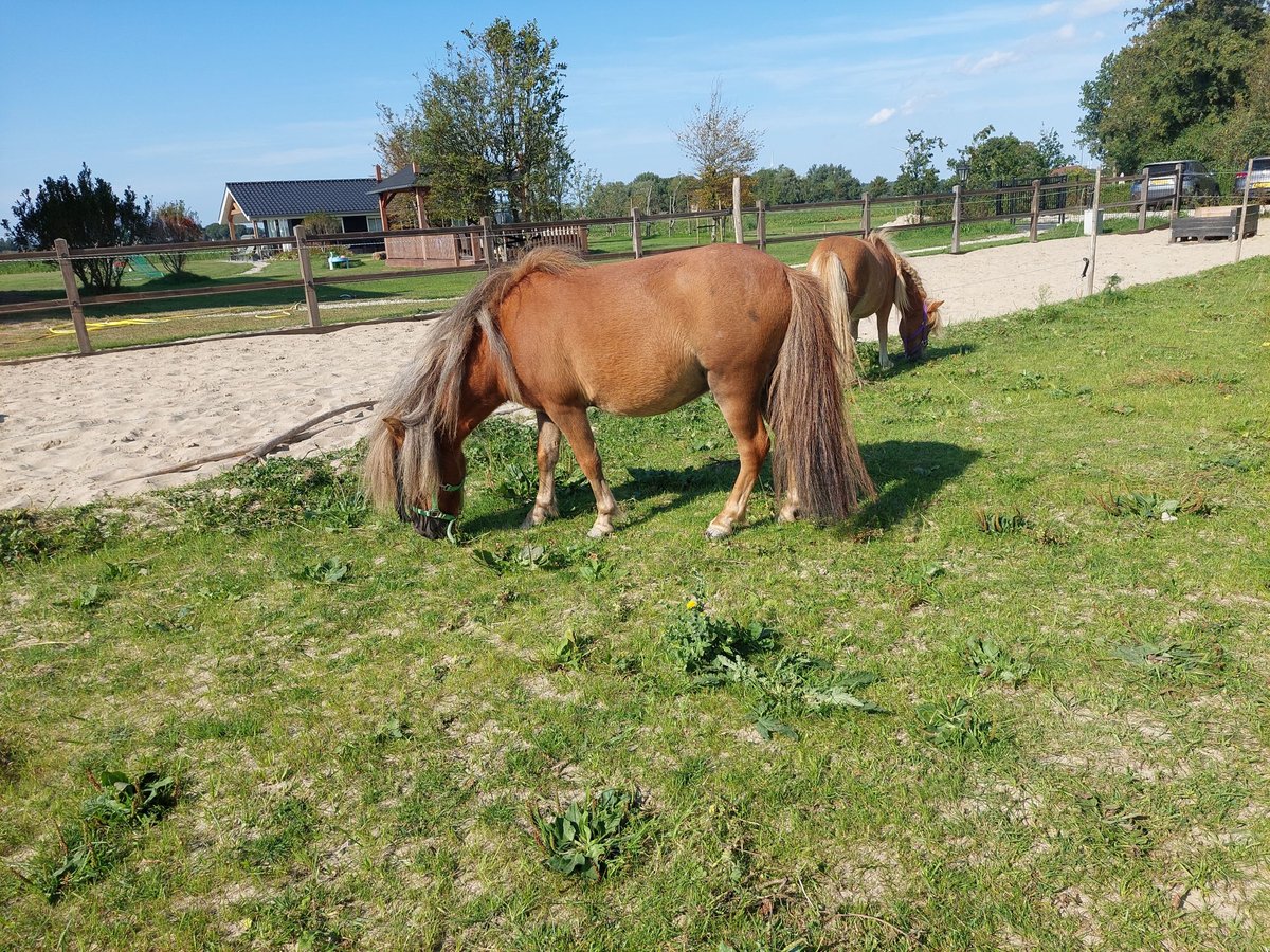 Shetland Ponies Gelding 3 years 9 hh Chestnut-Red in Heenvliet