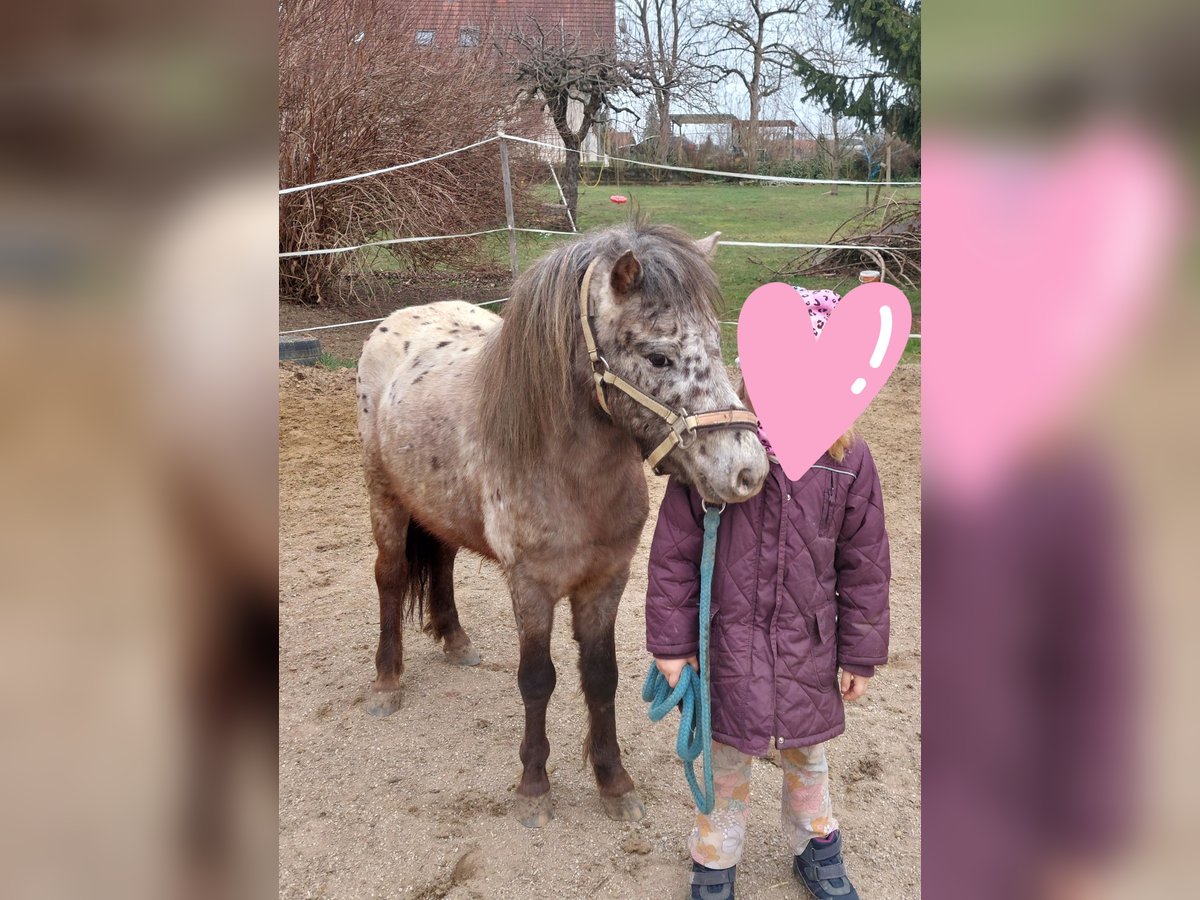 Shetland Ponies Gelding 4 years 10 hh Leopard-Piebald in Strass in Steiermark